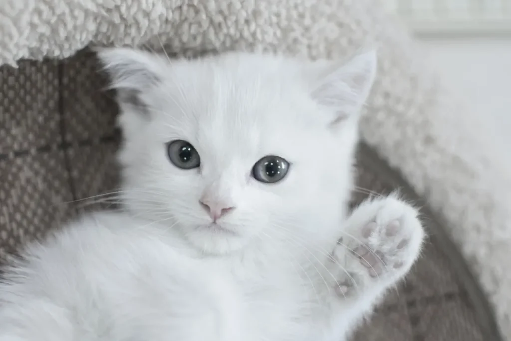 kitten with one paw up