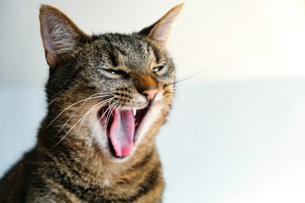 cat yawning showing its tongue
