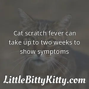 Cat scratch fever can take up to two weeks to show symptoms