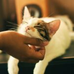 The Lick of Love: Understanding Why Your Cat Licks You