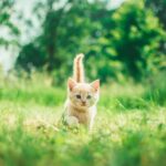 Are Cat Scratches Dangerous?