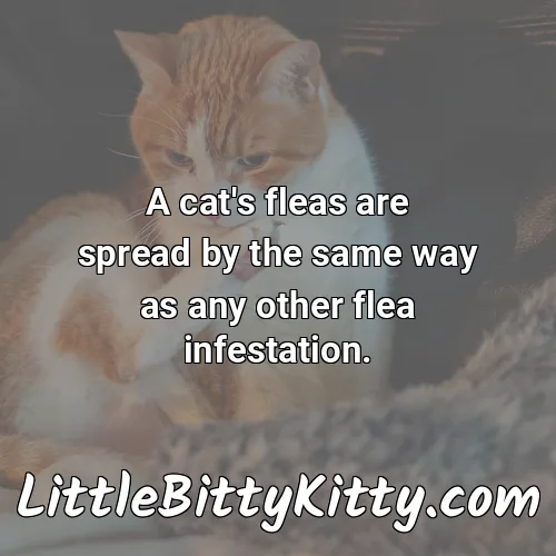 A cat's fleas are spread by the same way as any other flea infestation.