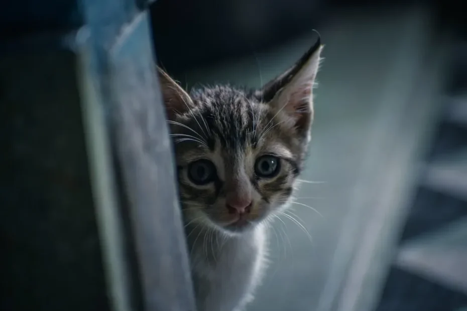Are Cats Actually Clean?