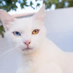 Are Male Cats More Affectionate Than Females?