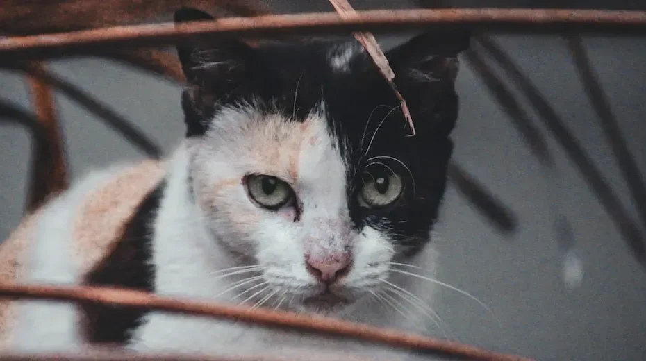 Can Cat See In Total Darkness?