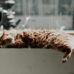Can Cats Cause Infertility In Humans?