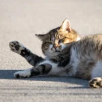 Can Cats Hold Their Poop?