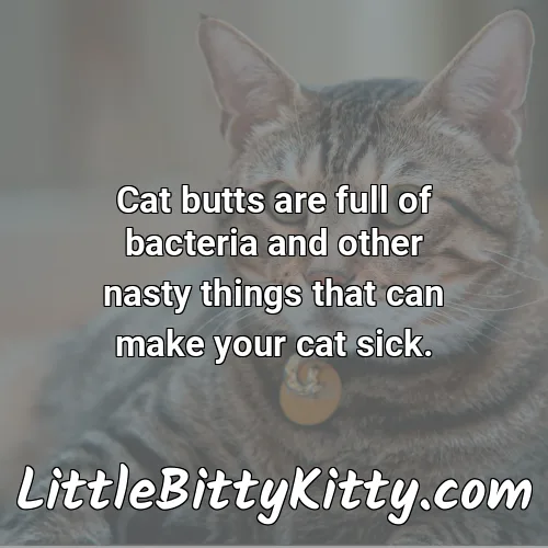 Cat butts are full of bacteria and other nasty things that can make your cat sick.