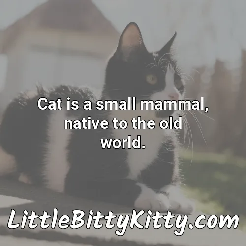 Cat is a small mammal, native to the old world.