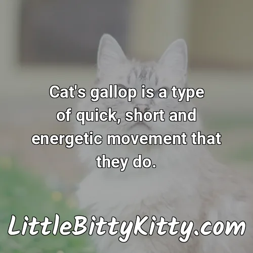 Cat's gallop is a type of quick, short and energetic movement that they do.