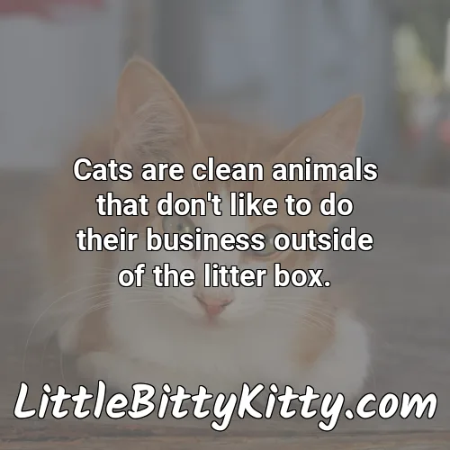 Cats are clean animals that don't like to do their business outside of the litter box.