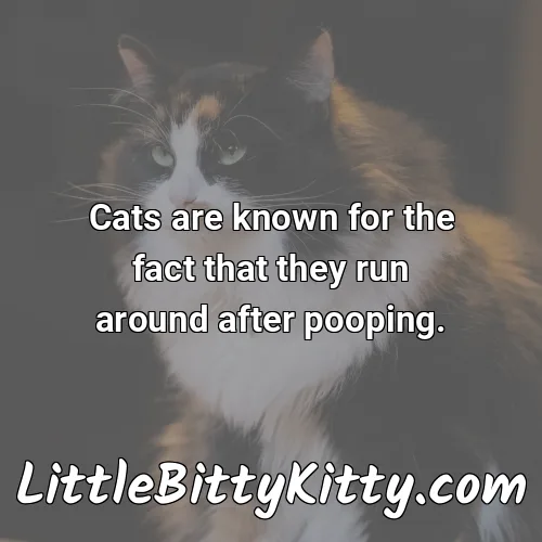 Cats are known for the fact that they run around after pooping.