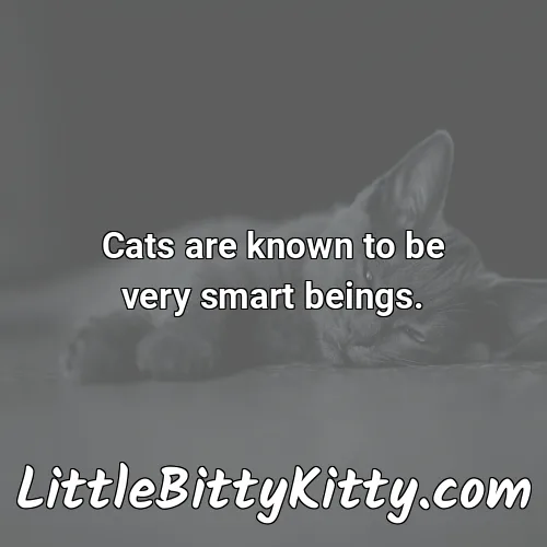 Cats are known to be very smart beings.