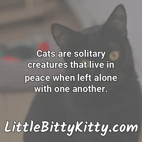 Cats are solitary creatures that live in peace when left alone with one another.