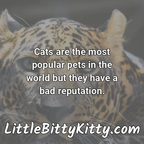Cats are the most popular pets in the world but they have a bad reputation.