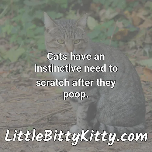 Cats have an instinctive need to scratch after they poop.