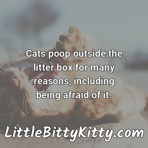Cats poop outside the litter box for many reasons, including being afraid of it.
