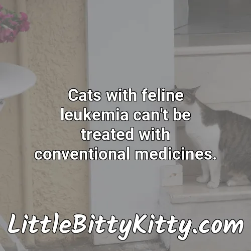 Cats with feline leukemia can't be treated with conventional medicines.