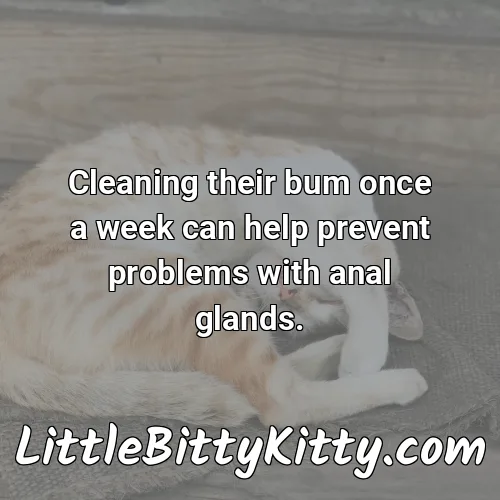 Cleaning their bum once a week can help prevent problems with anal glands.
