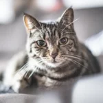 Do Cats Feel Abandoned When You Go On Vacation?