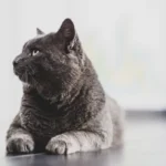 Do Cats Make Your House Dirty?