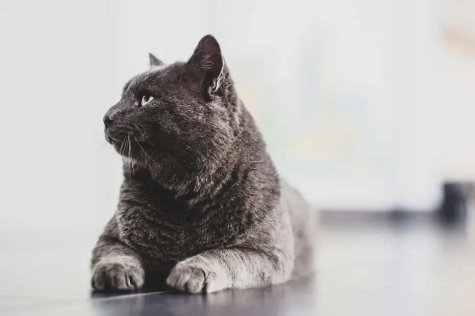 Do Cats Make Your House Dirty?