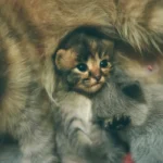 Do Cats Recognize Their Owners Voice?