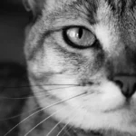 Do Fleas Live In Cat Litter?