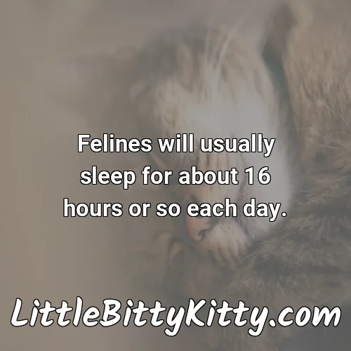 Felines will usually sleep for about 16 hours or so each day.