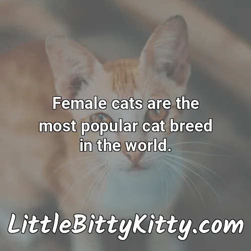 Female cats are the most popular cat breed in the world.