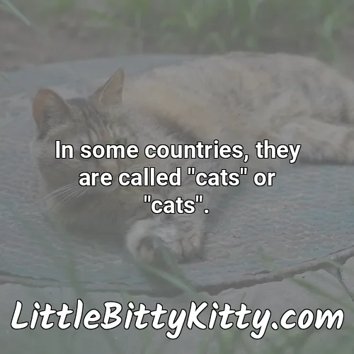 In some countries, they are called "cats" or "cats".
