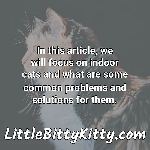 In this article, we will focus on indoor cats and what are some common problems and solutions for them.