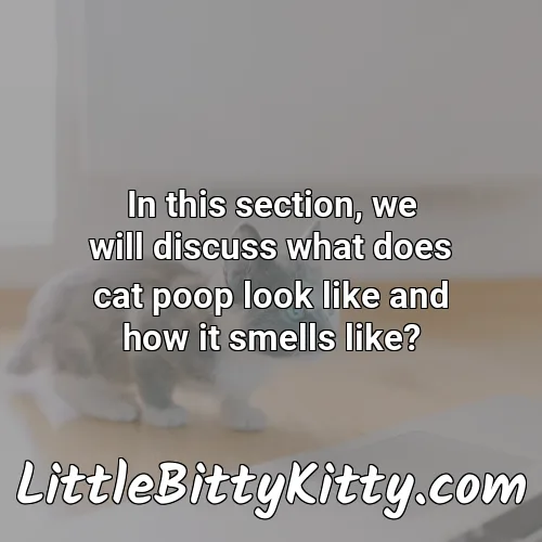 In this section, we will discuss what does cat poop look like and how it smells like?