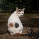 Is Having 3 Cats Harder Than 2?