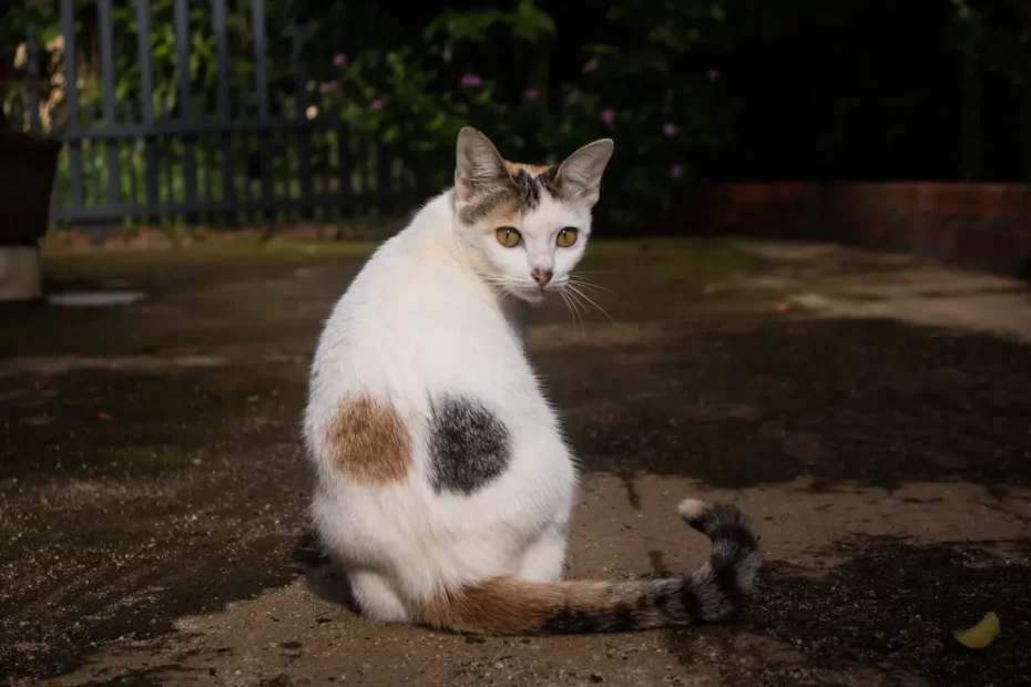 Is Having 3 Cats Harder Than 2?