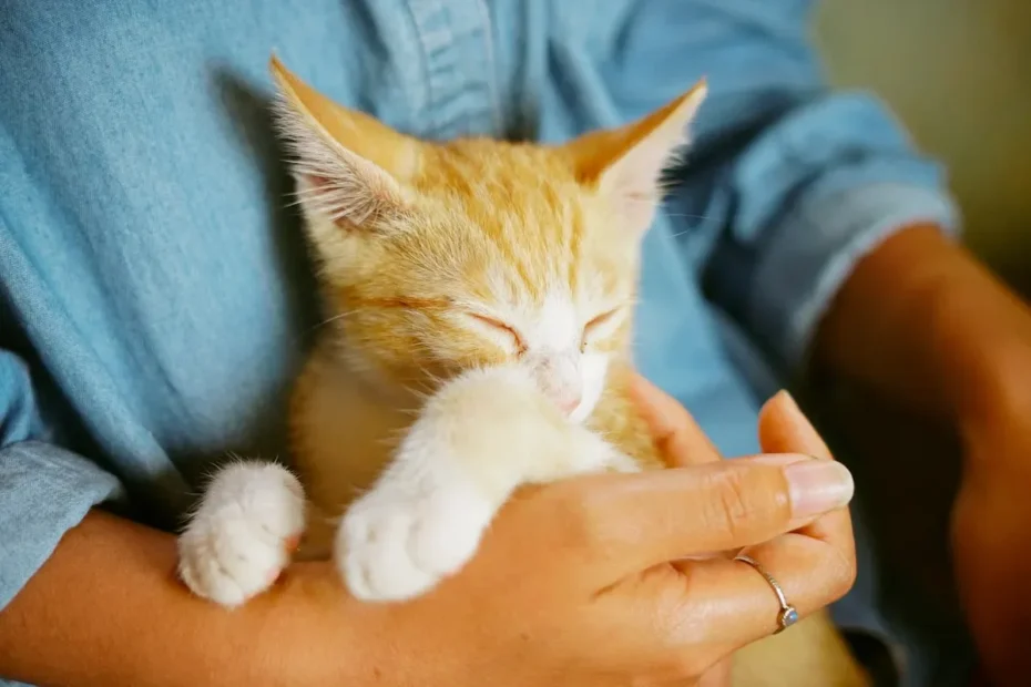 Is It Better To Have Two Cats Or One?