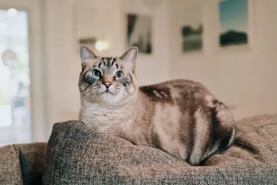 Is It OK To Crate Cats At Night?