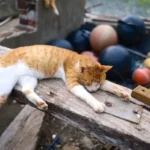 Is It OK To Keep A Cat In A Cage?