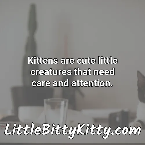 Kittens are cute little creatures that need care and attention.
