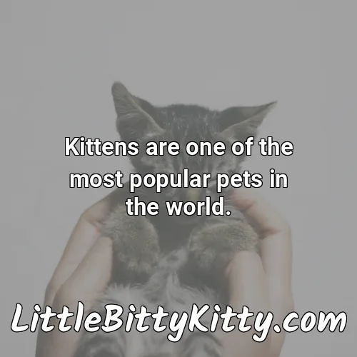Kittens are one of the most popular pets in the world.