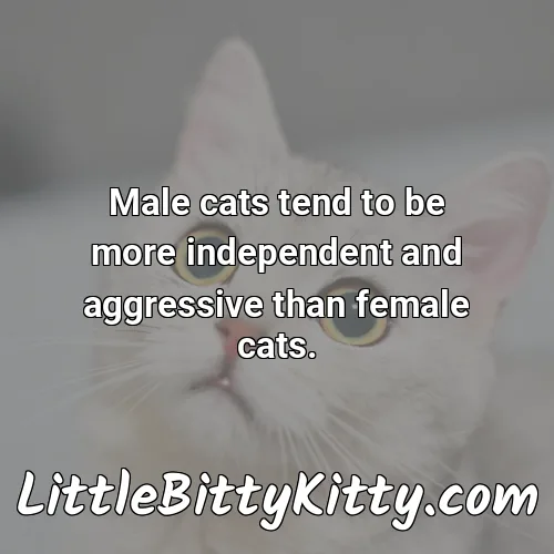 Male cats tend to be more independent and aggressive than female cats.