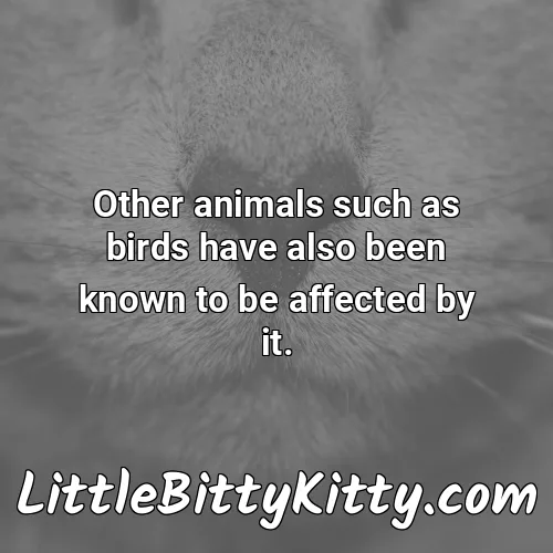 Other animals such as birds have also been known to be affected by it.
