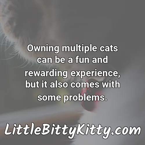 Owning multiple cats can be a fun and rewarding experience, but it also comes with some problems.
