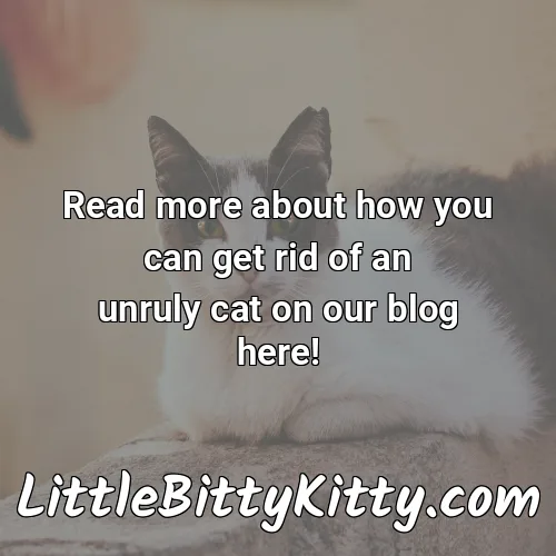 Read more about how you can get rid of an unruly cat on our blog here!