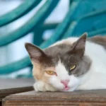 Should I Clean My Cats Bum?