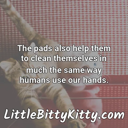 The pads also help them to clean themselves in much the same way humans use our hands.