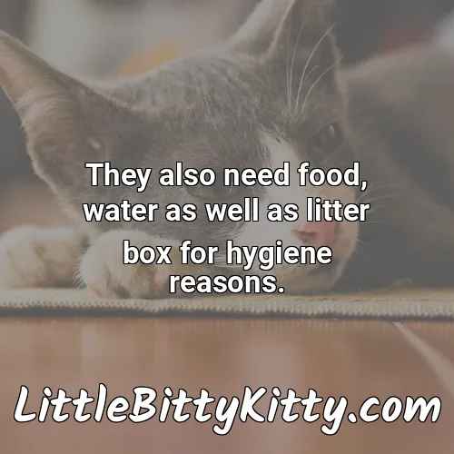 They also need food, water as well as litter box for hygiene reasons.