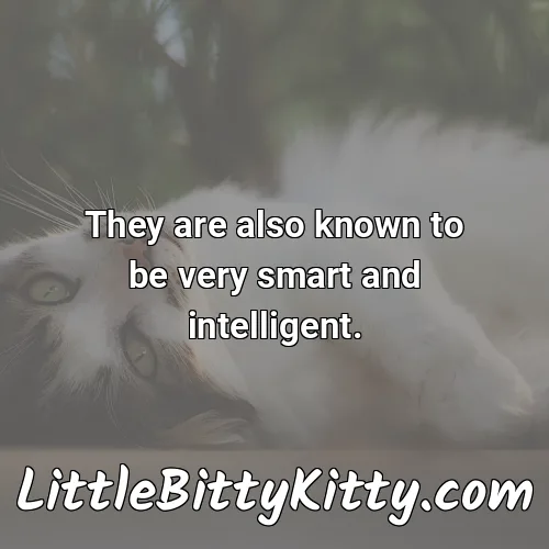 They are also known to be very smart and intelligent.