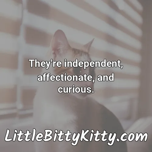 They're independent, affectionate, and curious.