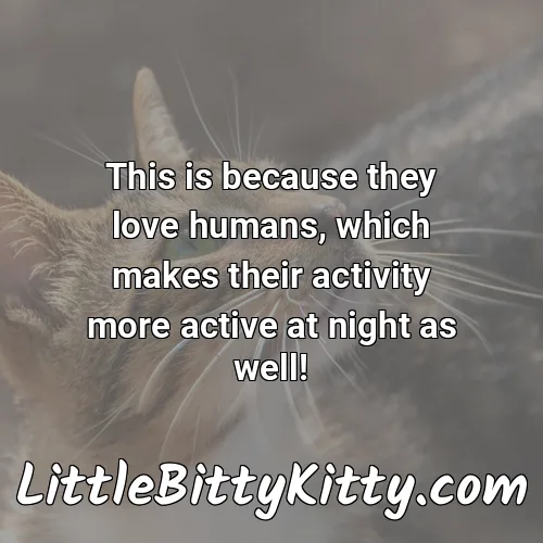 This is because they love humans, which makes their activity more active at night as well!